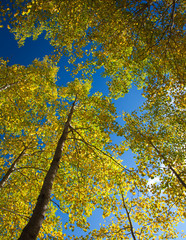autumnal aspens