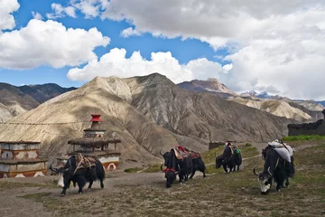 Rolgordijnen Berglandschap en caravan van yaks in Dolpo, Nepal © Zzvet