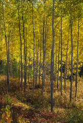 autumnal aspens