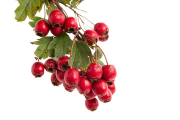 Rote Weißdornbeeren