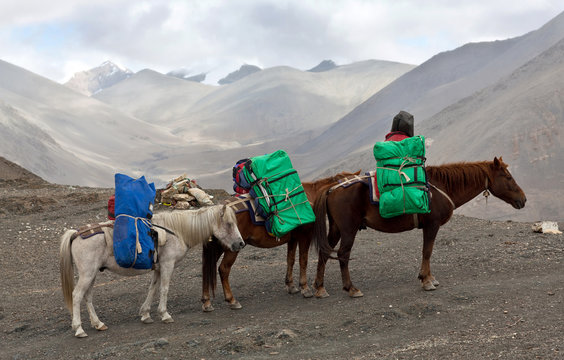 Horses with heavy load at the Sangda pass in Upper Dolpo, Nepal