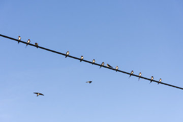 Swallows on cable