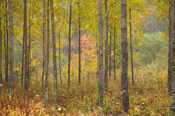 Obraz premium aspens