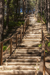 Wooden stairs in forest