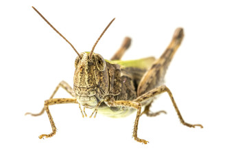Grasshopper