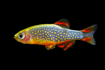 Galaxy Rasbora