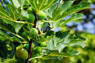 Fig Tree Leafs and Fruits.