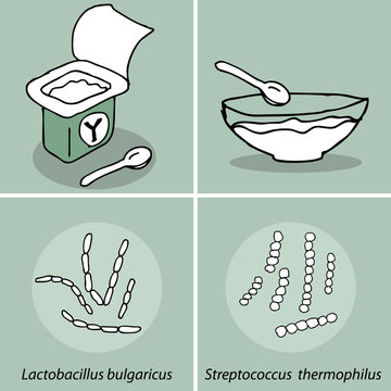Lactobacillus Bulgaricus And Streptococcus Thermophilus