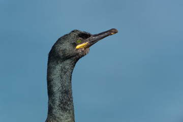 Krähenscharbe, European Shag, Phalacrocorax aristotelis
