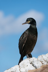 Krähenscharbe, European Shag, Phalacrocorax aristotelis