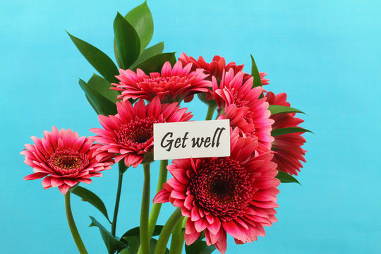 Get well card with dark pink gerbera daisies