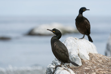 Krähenscharbe, European Shag, Phalacrocorax aristotelis