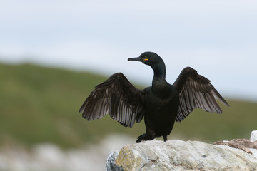 Krähenscharbe, European Shag, Phalacrocorax aristotelis
