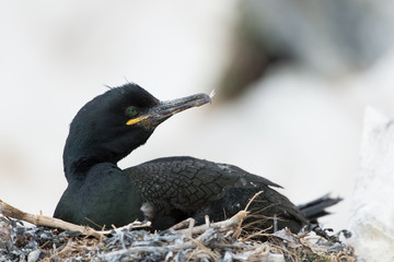 Krähenscharbe, European Shag, Phalacrocorax aristotelis