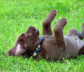 Cute labrador puppy play in green grass