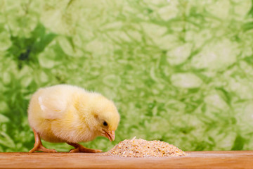 Baby chicken having a meal