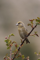 Crossbill, Loxia curvirostra