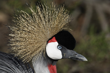 Fototapeta premium Crowned crane, Balearica pavonina