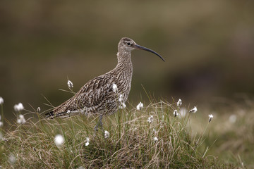 Curlew, Numenius arquata