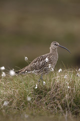 Curlew, Numenius arquata