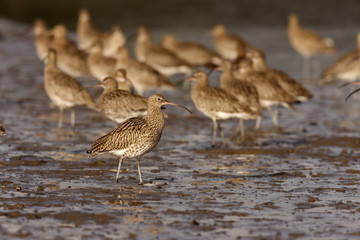 Curlew, Numenius arquata