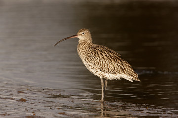 Curlew, Numenius arquata