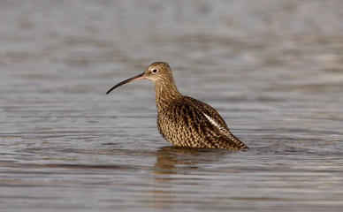 Curlew, Numenius arquata
