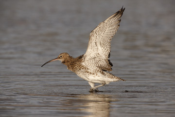Curlew, Numenius arquata