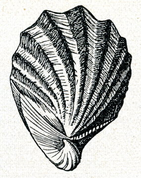Inoceramus shell