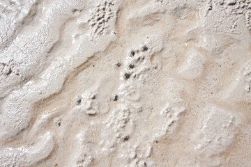 Crabs on sand surface