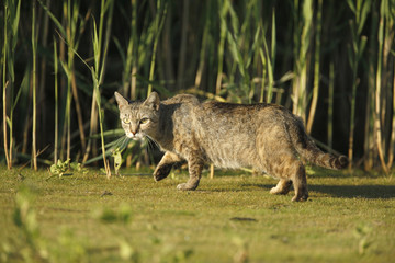 Domestic cat © Erni