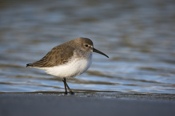 Dunlin, Calidris alpina,