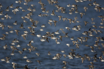 Dunlin, Calidris alpina,