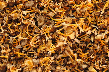 chanterelle