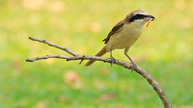 shrike bird on a branch with a green background.