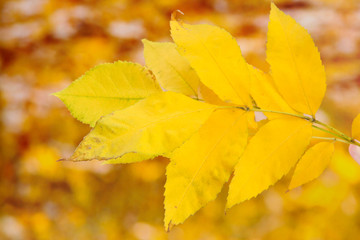 bright autumn leaves, on yellow background