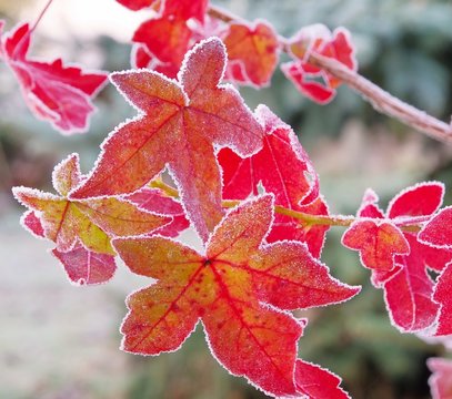 Amberbaum Raureif - sweetgum hoarfrost 02
