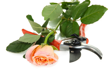Garden secateurs and rose isolated on white