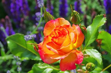 Rose Bonanza 02