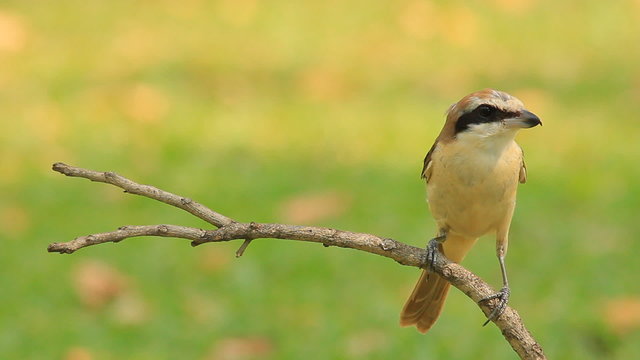 shrike bird on a branch with a green background.