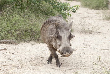 Fototapeta premium Warthog