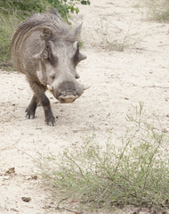 Warthog