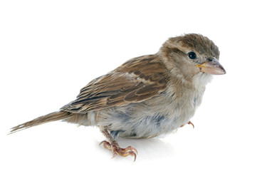 House Sparrow