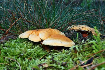 False chanterelle