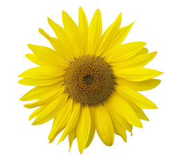 Fototapeta premium Isolated sunflower on the white background.