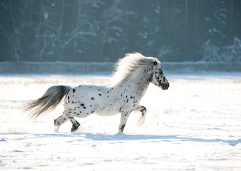 Fototapeta na wymiar appaloosa pony runs free through the winter field