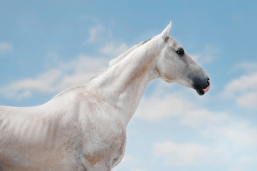 Fototapeta na wymiar White a hkhal-teker horse portrait on the sky background