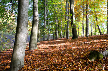 Blick in den Buchenwald Wald Lichtung Bäume im Herbst