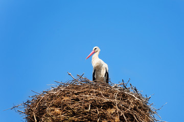 Stork bird in the nest