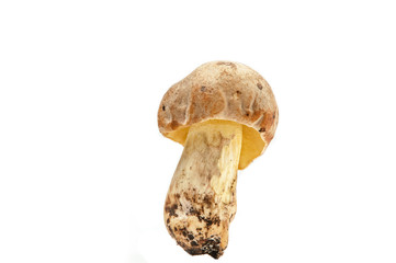 Brown cap mushroom.